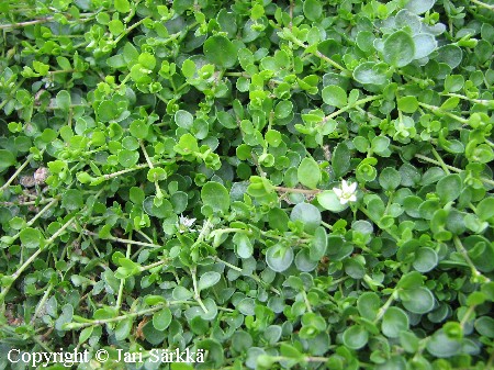 Arenaria biflora